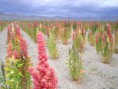 /album/photogallery/quinoa-plant-jpg/